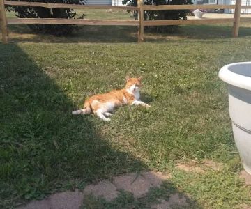 Zumbro Falls Veterinary Clinic