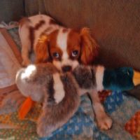 Chippewa Valley Veterinary ico