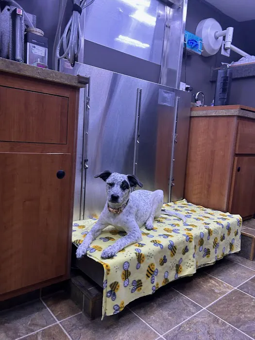 Elite Pawz Veterinary Clinic 9