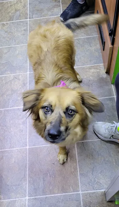 Elite Pawz Veterinary Clinic 8