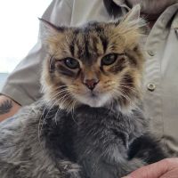 Elite Pawz Veterinary Clinic ico