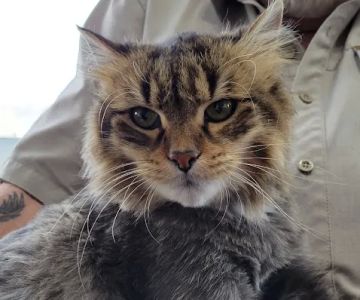 Elite Pawz Veterinary Clinic