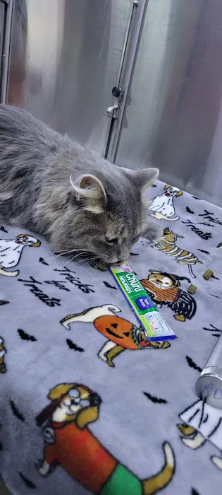 Elite Pawz Veterinary Clinic 6