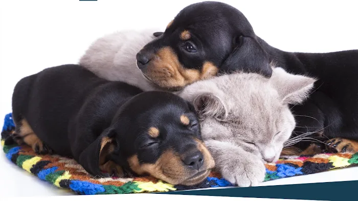 Pet Stop Veterinary Clinic 6