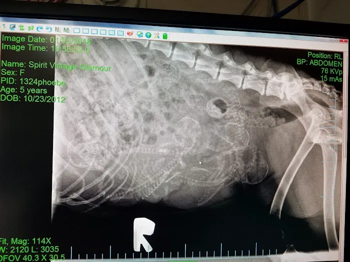 Pet Stop Veterinary Clinic 5