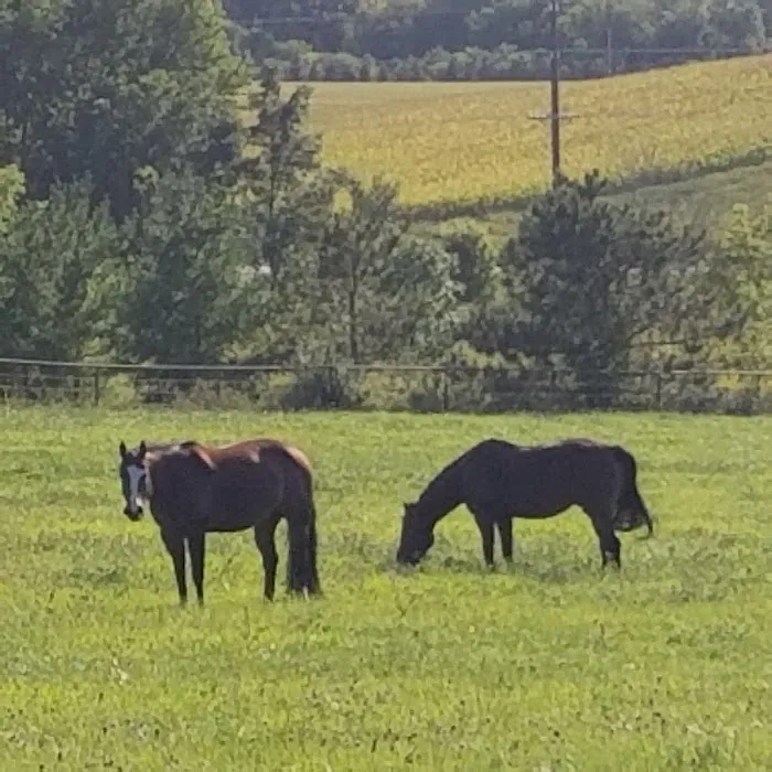 Weitz Equine Veterinary Services 1