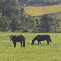 Weitz Equine Veterinary Services ico