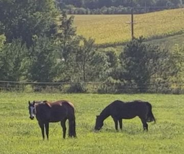 Weitz Equine Veterinary Services