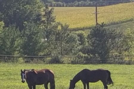Weitz Equine Veterinary Services