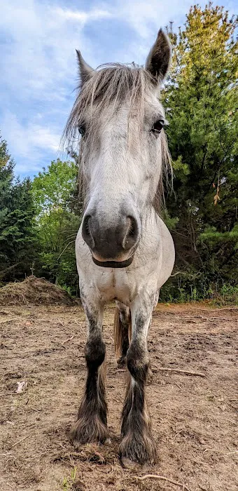 Weitz Equine Veterinary Services 5