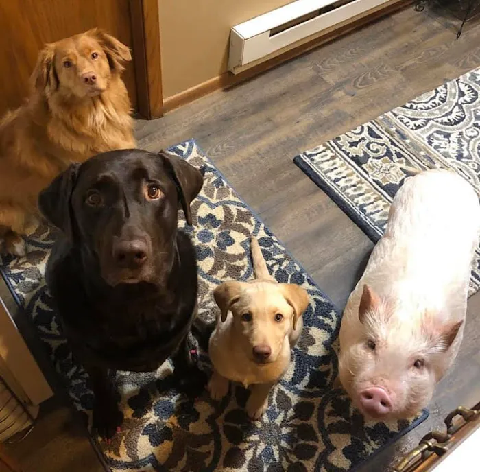 Lester Prairie Vet Clinic 7