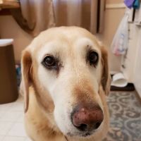 Lester Prairie Vet Clinic ico