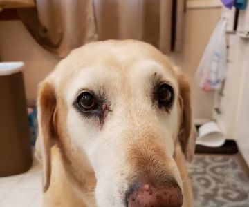 Lester Prairie Vet Clinic