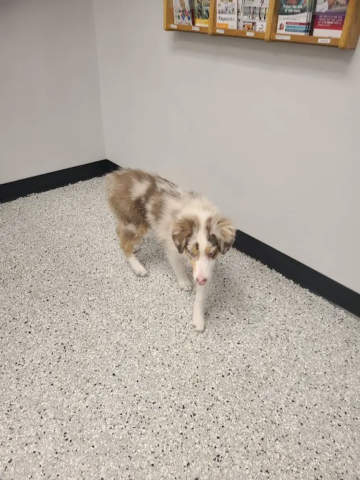Glencoe Veterinary Clinic 5