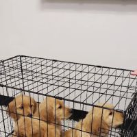 Glencoe Veterinary Clinic ico