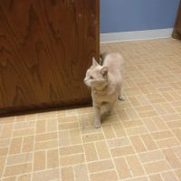 Arlington Animal Clinic - MVVS ico