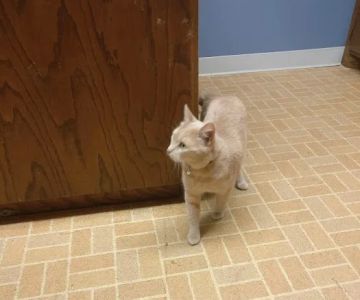 Arlington Animal Clinic - MVVS