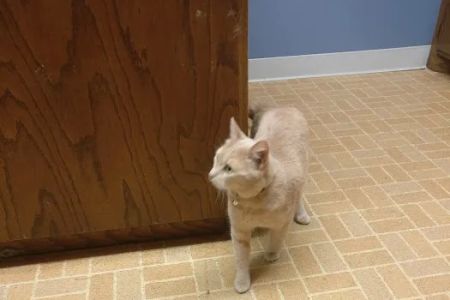 Arlington Animal Clinic - MVVS