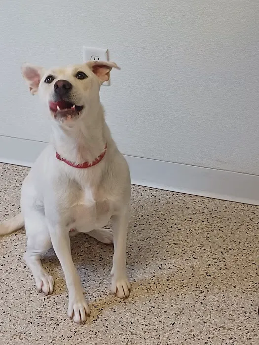 Crossroads Animal Shelter & Community Veterinary Clinic 7