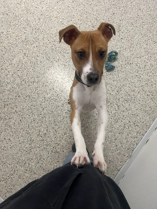 Crossroads Animal Shelter & Community Veterinary Clinic 9