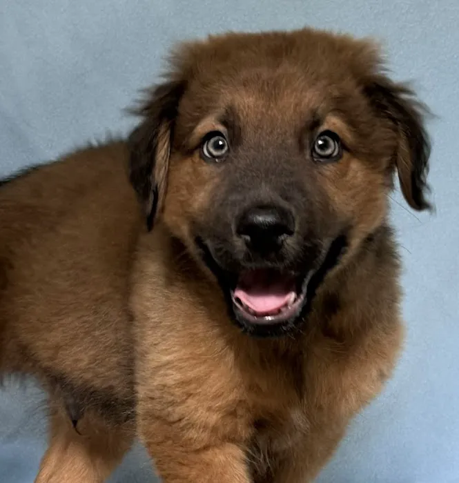Crossroads Animal Shelter & Community Veterinary Clinic 10