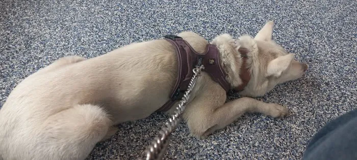 St Michael Veterinary Clinic 3