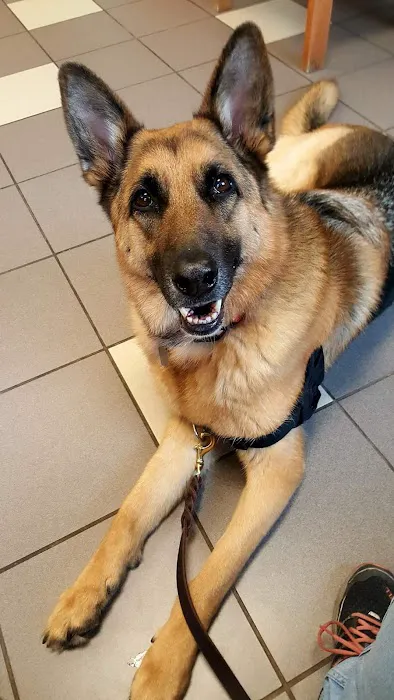 Buffalo Companion Animal Clinic 4