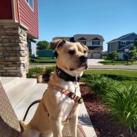 Buffalo Companion Animal Clinic ico