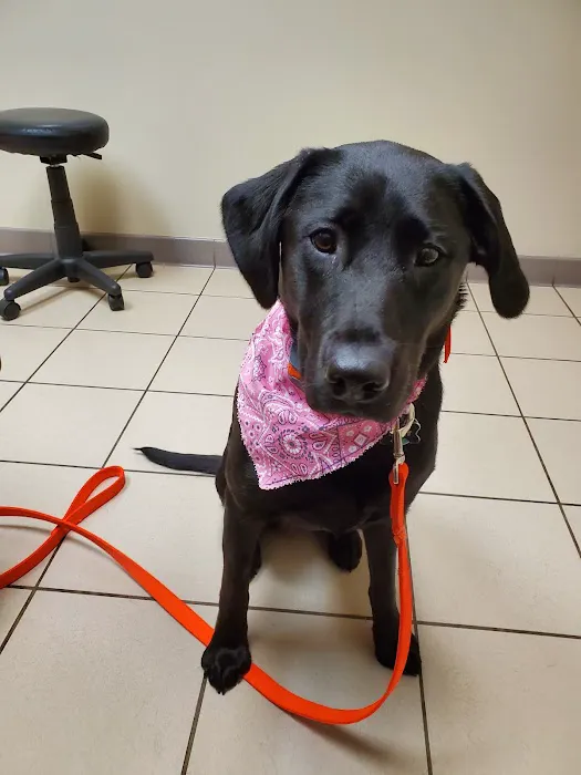 Buffalo Companion Animal Clinic 9