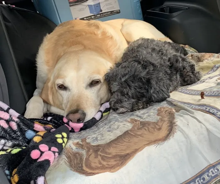Buffalo Companion Animal Clinic 8