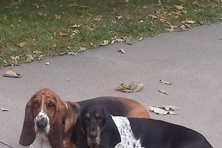 BestFriends Veterinary Clinic
