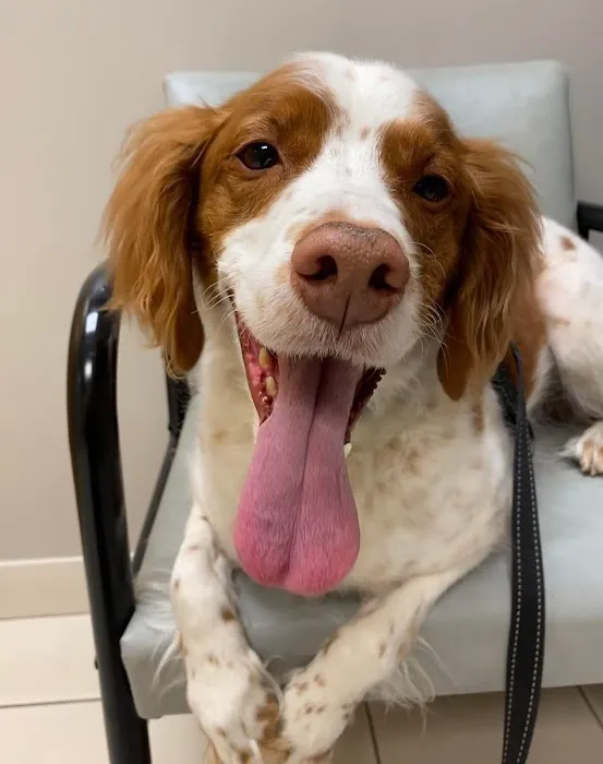 Rogers Pet Clinic 6
