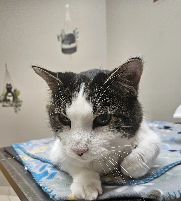 Rogers Pet Clinic 3
