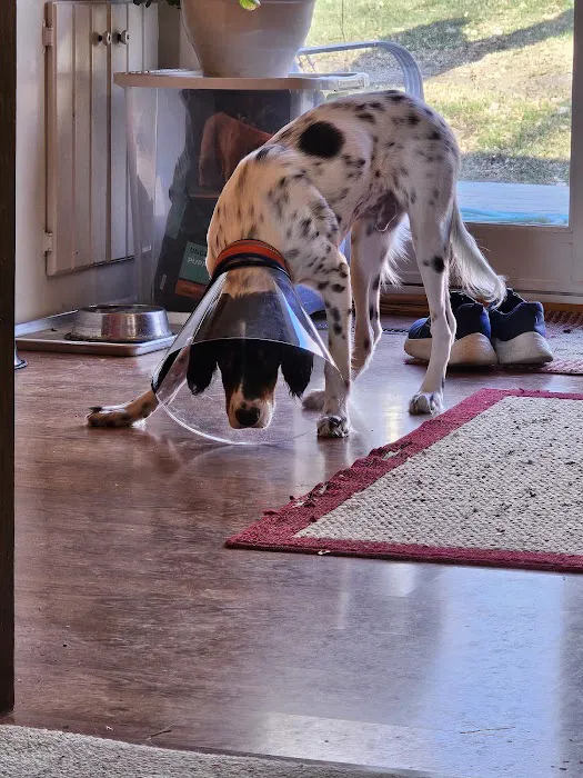 Rogers Pet Clinic 7