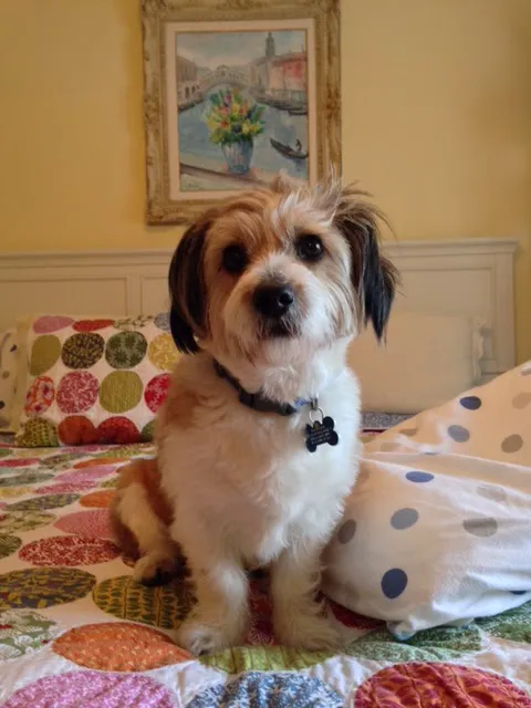 Rogers Pet Clinic 9