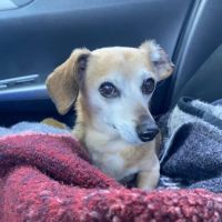 Pet Nation Veterinary Care Center ico