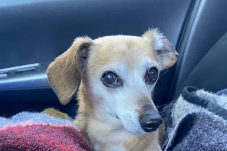 Pet Nation Veterinary Care Center