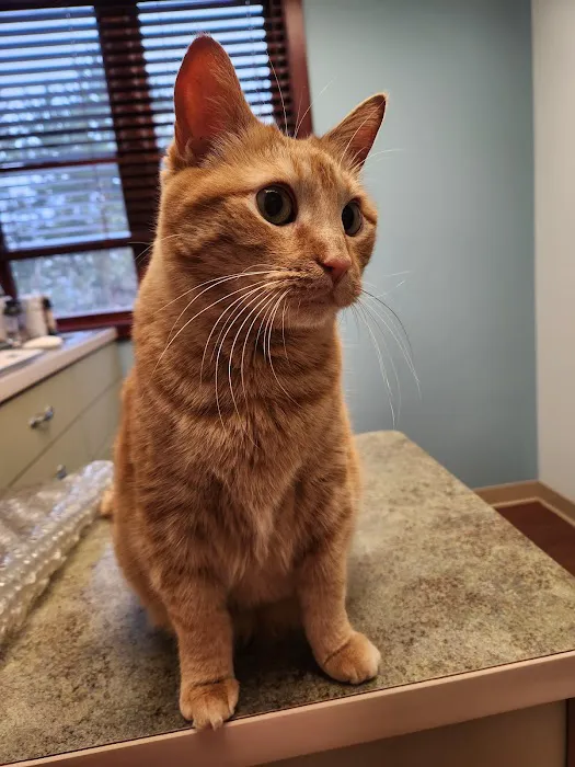 Pet Nation Veterinary Care Center 4