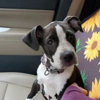 Whetstone Animal Hospital LLC ico