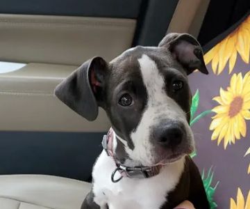 Whetstone Animal Hospital LLC