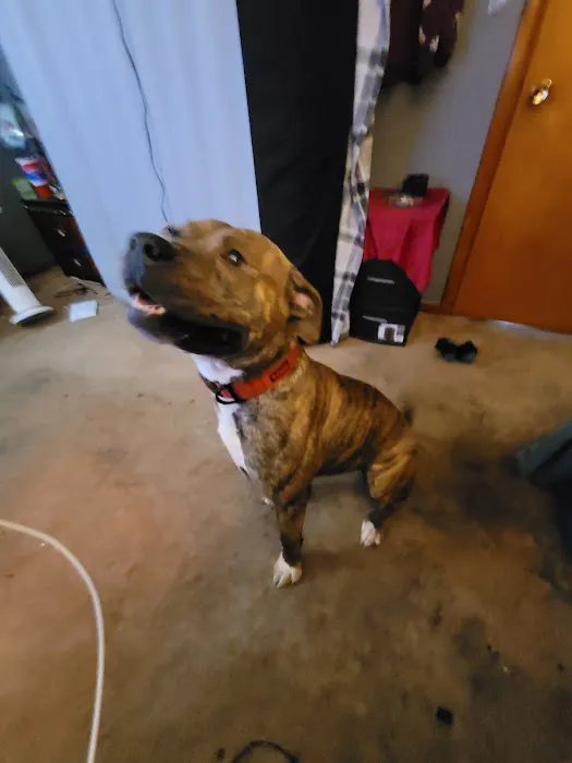 Whetstone Animal Hospital LLC 3