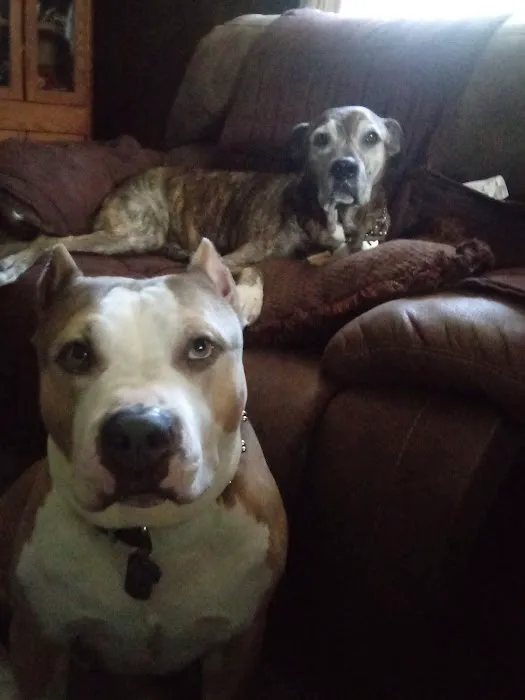 Whetstone Animal Hospital LLC 7