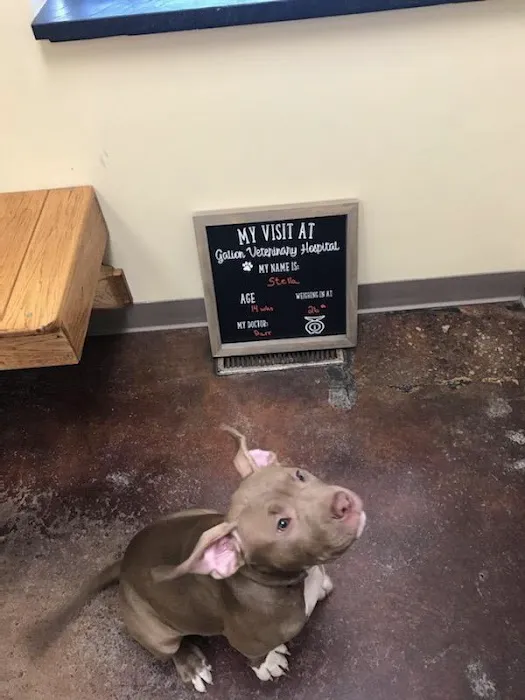Galion Veterinary Hospital 7