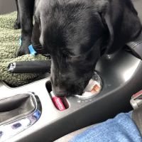 Horizon Animal Hospital ico