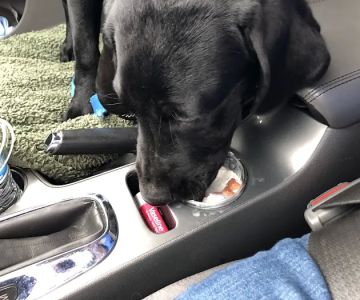 Horizon Animal Hospital