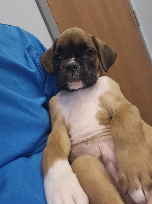 Hartschuh Veterinary Services 7