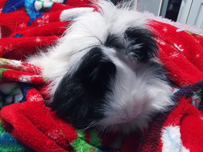 Edgefield Animal Care Center 5