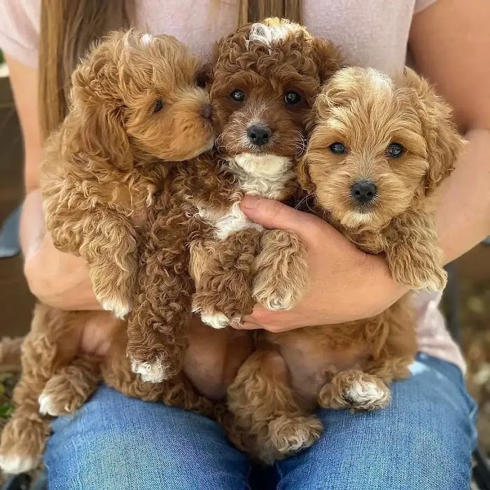 Cavapoo Puppies For Rehoming 12