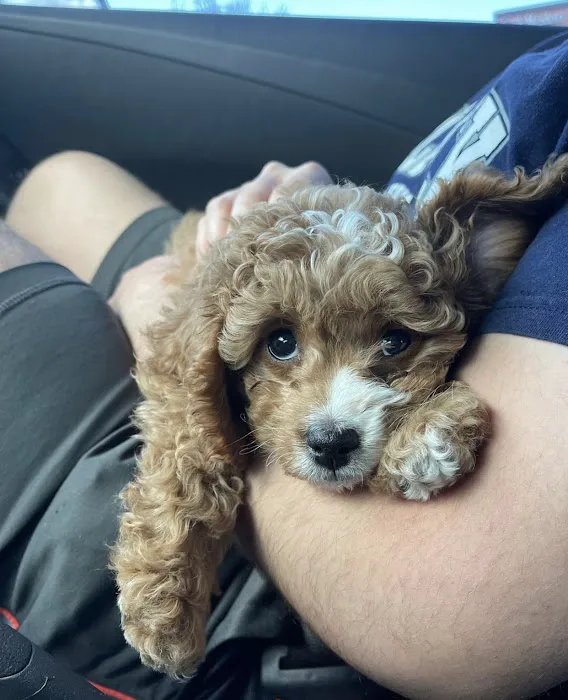 Cavapoo Puppies For Rehoming 12
