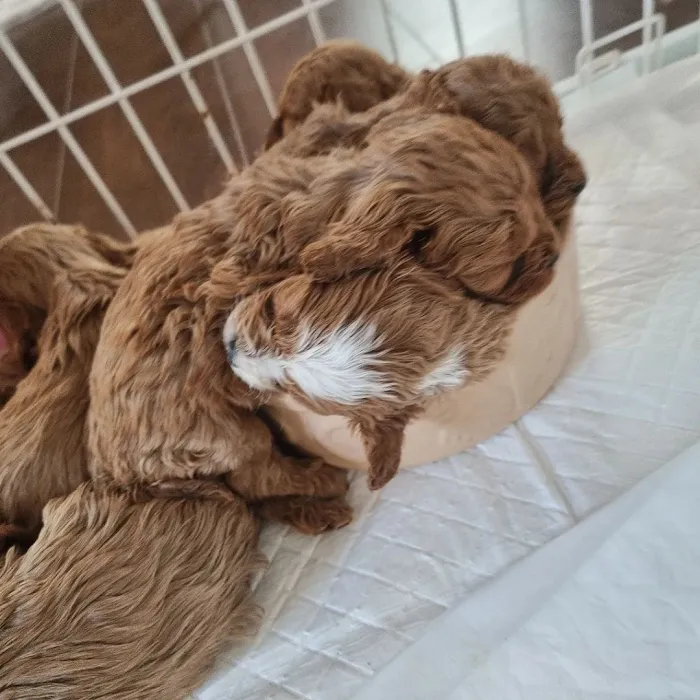 Cavapoo Puppies For Rehoming 12
